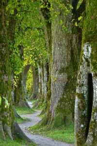 path thru a forest