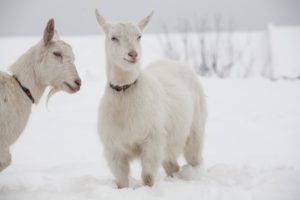 two white goats in the snow