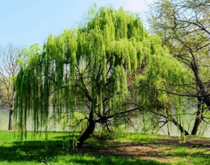 a big beautiful willow tree where aspirin is derived from