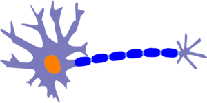 neuron image