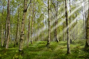 natural allergy relief thru Acupuncture