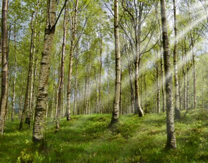 Beyond the Antihistamine: Calming Your Immune System Naturally This Allergy Season with Acupuncture